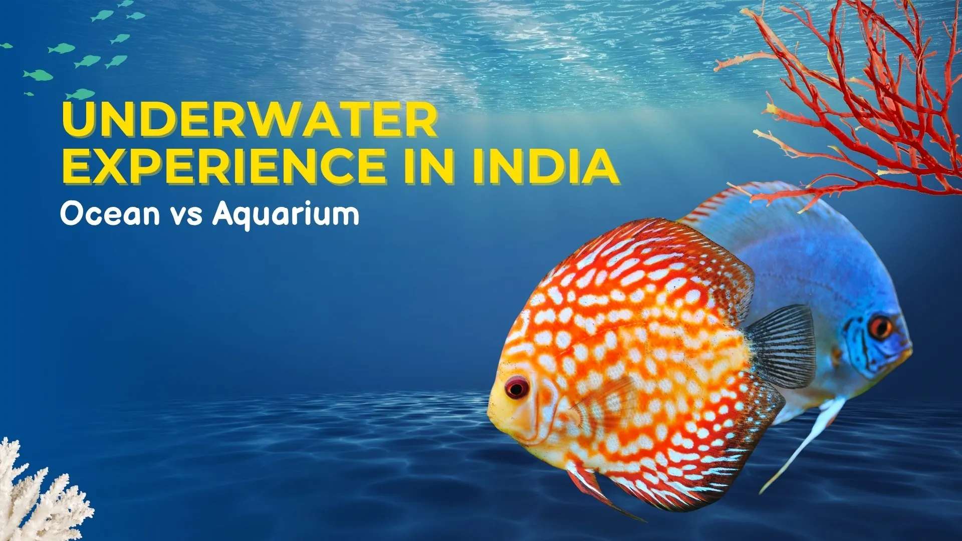 Underwater Experience in India: Ocean vs Aquarium (2026 Guide)